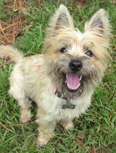 Cairn Terrier