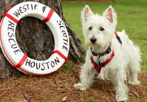 Westie Rescue